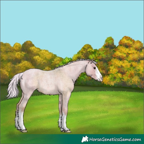 Horse Color:Watercolor White Spotted Silver Grullo Roan Appaloosa 