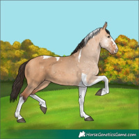 Horse Color:Bay Dun Tobiano 