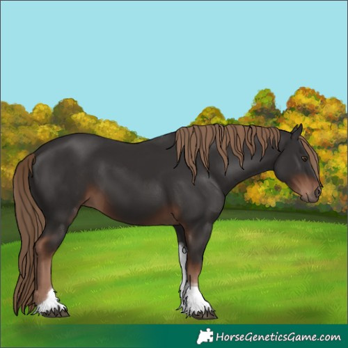 Horse Color:Liver Chestnut Tobiano