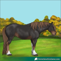 Horse Color:Liver Chestnut Tobiano 