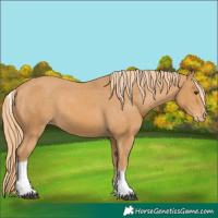Horse Color:Chestnut Tobiano Appaloosa 