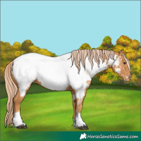 Horse Color:Chestnut Tobiano Near Fewspot 