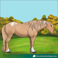 Horse Color:Chestnut Tobiano Appaloosa