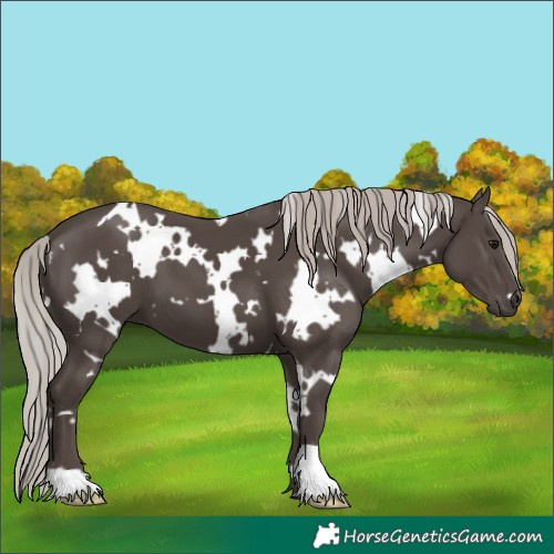 Horse Color:White Spotted Silver Black 