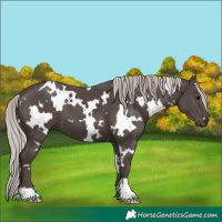 Horse Color:White Spotted Silver Black 