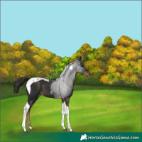 Horse Color:Liver Chestnut Tobiano