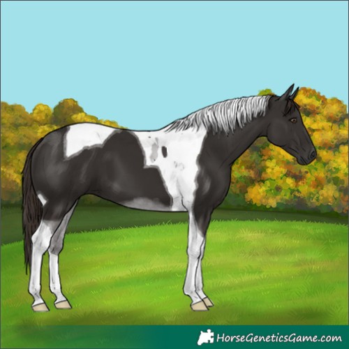 Horse Color:Liver Chestnut Tobiano 