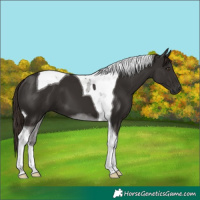 Horse Color:Liver Chestnut Tobiano 