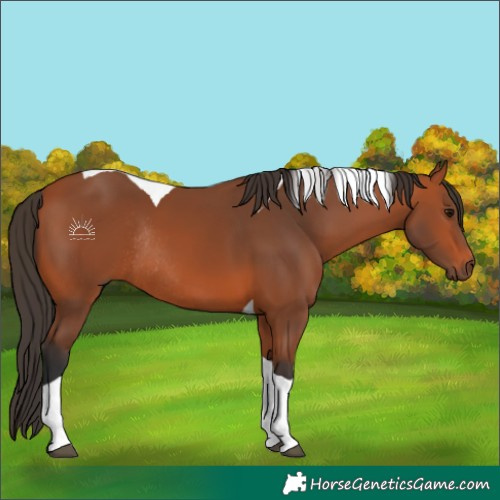 Horse Color:Bay Tobiano Rabicano 