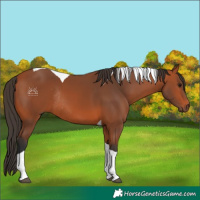 Horse Color:Bay Tobiano Rabicano 