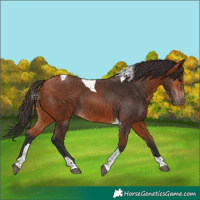 Horse Color:Bay Tobiano Rabicano 