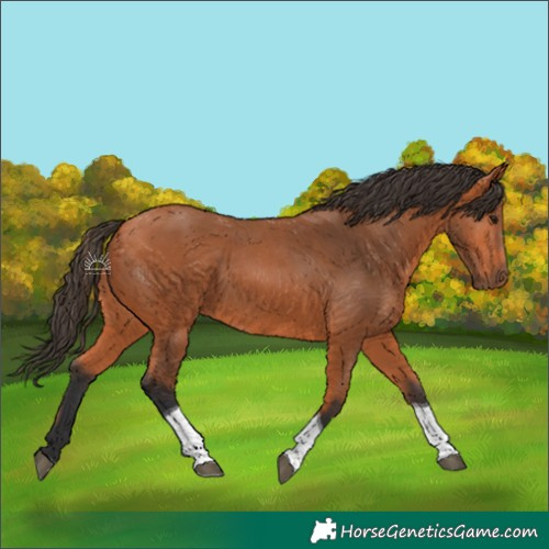 Horse Color:Bay Tobiano Rabicano 