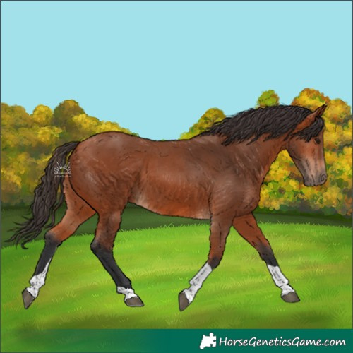 Horse Color:Bay Tobiano Rabicano 