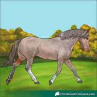 Horse Color:Bay Tobiano Varnish Rabicano 