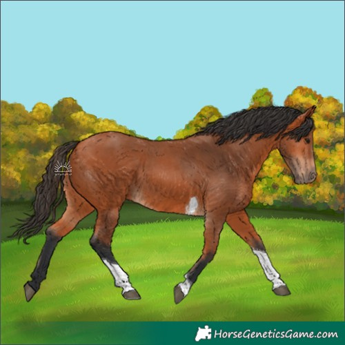 Horse Color:Bay Tobiano Rabicano 