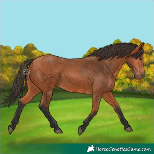Horse Color:Bay 