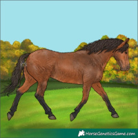 Horse Color:Bay 
