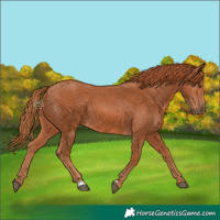 Horse Color:Chestnut 
