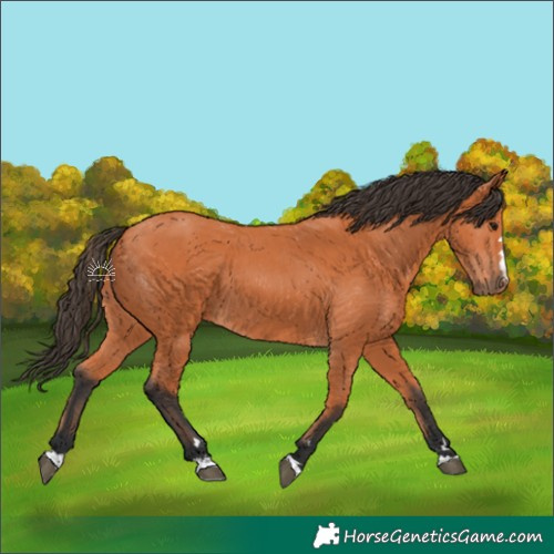 Horse Color:Bay 
