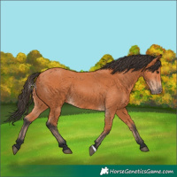 Horse Color:Bay 
