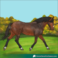 Horse Color:Bay 