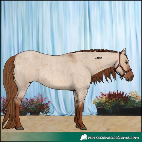 Horse Color:Red Dun Roan