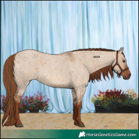 Horse Color:Red Dun Roan