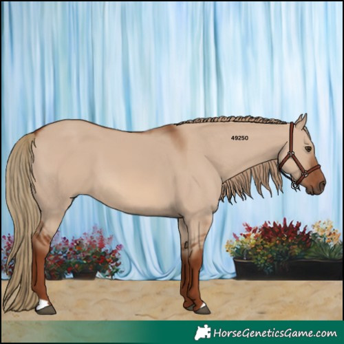 Horse Color:Red Dun