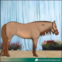Horse Color:Red Dun 