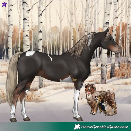 Horse Color:Liver Chestnut Tobiano