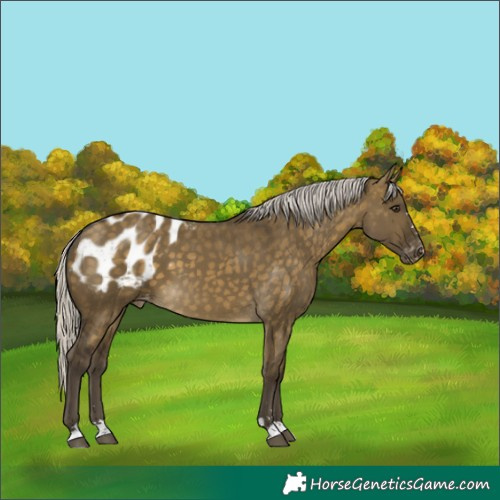 Horse Color:Silver Buckskin Dun Blanket 