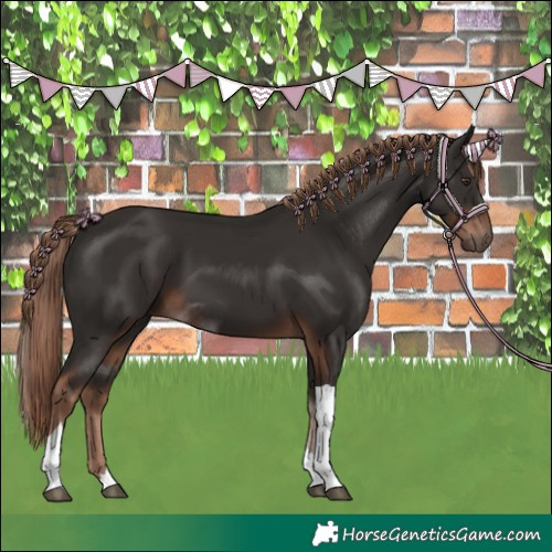 Horse Color:Liver Chestnut Tobiano
