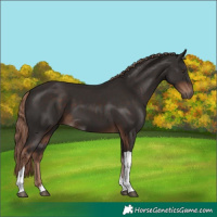 Horse Color:Liver Chestnut Tobiano