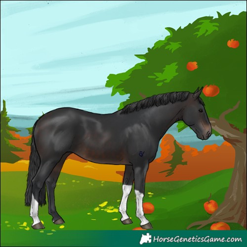 Horse Color:Brown Tobiano 