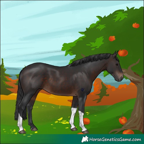 Horse Color:Brown Tobiano 