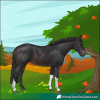 Horse Color:Brown Tobiano