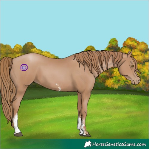 Horse Color:Black Pearl Sabino 