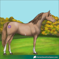 Horse Color:Black Pearl Sabino