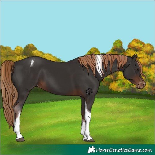 Horse Color:Liver Chestnut Tobiano Appaloosa