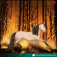 Horse Color:Bay Dun