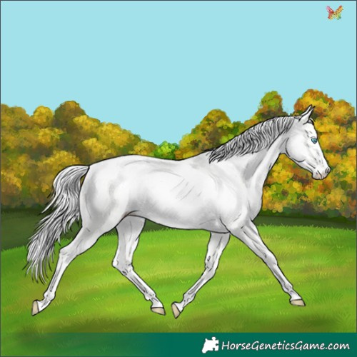 Horse Color:Cremello Dun 