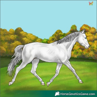 Horse Color:Cremello Dun 