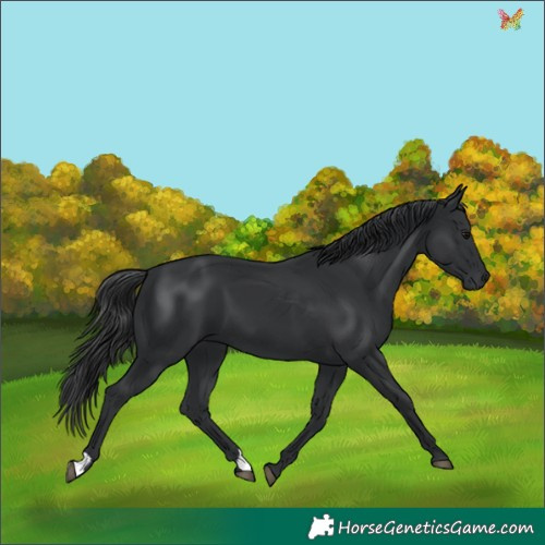 Horse Color:Black 