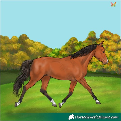 Horse Color:Bay 