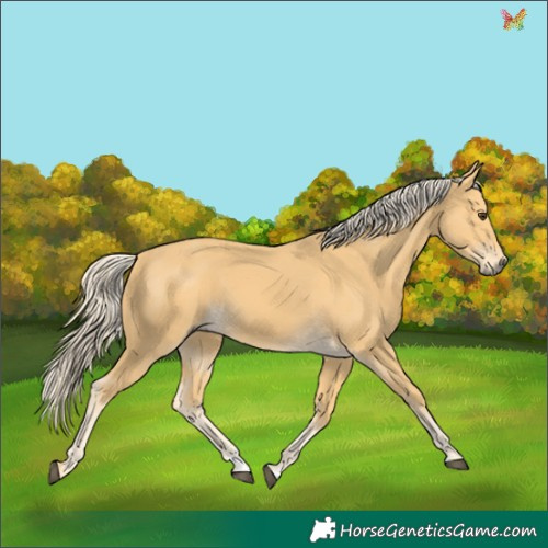 Horse Color:Palomino 