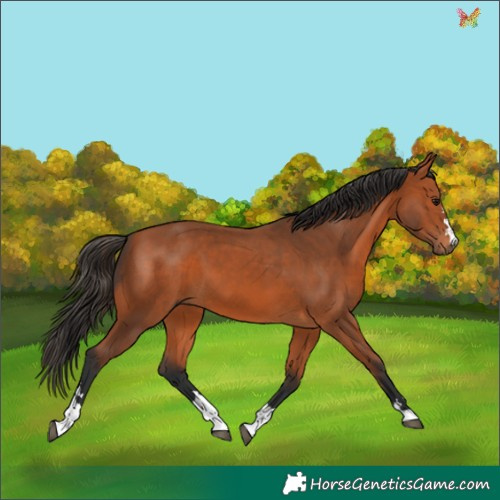 Horse Color:Bay 