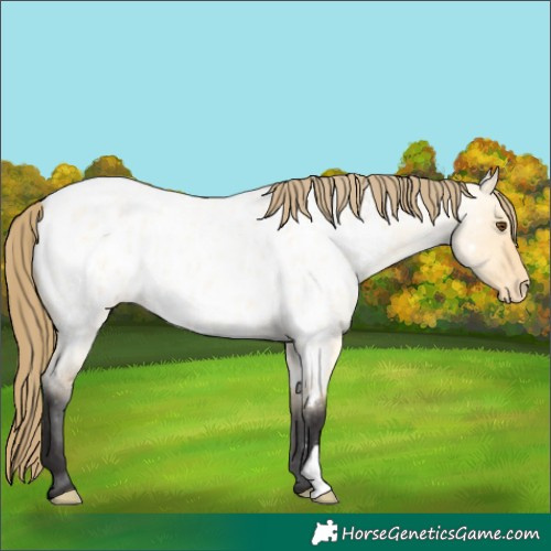 Horse Color:Buckskin Roan Dun Appaloosa 