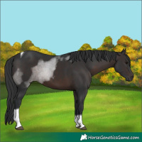Horse Color:Brown Tobiano 