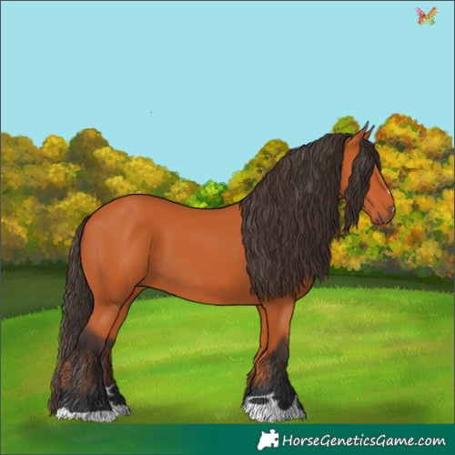 Horse Color:Bay 