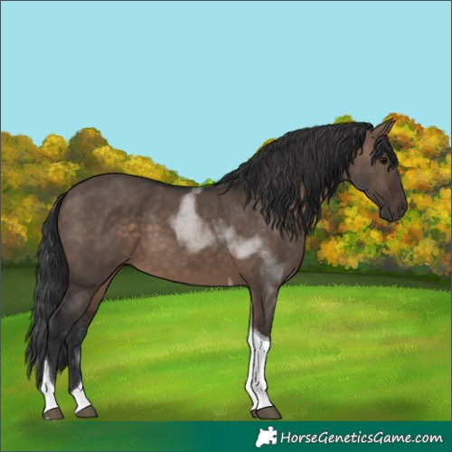 Horse Color:Brown Dun Tobiano 